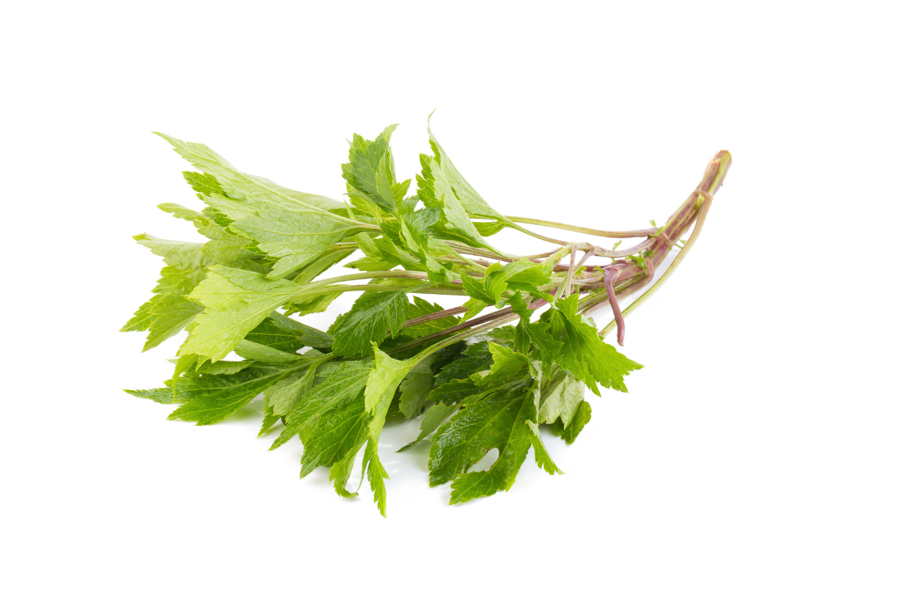 よもぎの「茎」にはどんな特徴がある？
