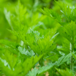 よもぎ蒸しは茎入りだと良くない？葉だけが良いと言われる理由を解説