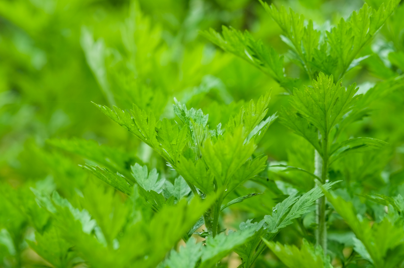 よもぎ蒸しは茎入りだと良くない？葉だけが良いと言われる理由を解説